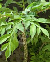 Amorphophallus konjac