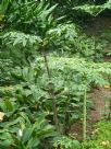 Amorphophallus konjac