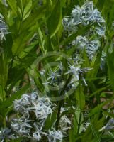 Amsonia illustris