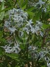 Amsonia illustris