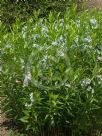 Amsonia illustris