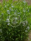 Amsonia illustris