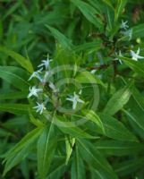 Amsonia tabernaemontana salicifolia