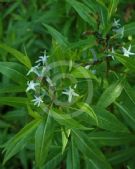 Amsonia tabernaemontana salicifolia