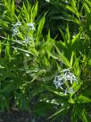 Amsonia tabernaemontana salicifolia