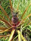 Ananas comosus comosus