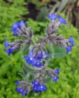 Anchusa capensis