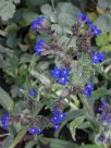 Anchusa capensis