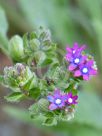 Anchusa capensis