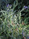 Anchusa capensis