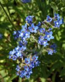 Anchusa officinalis