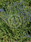 Anchusa officinalis