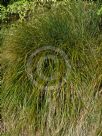 Agrostis lessoniana