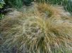 Agrostis lessoniana