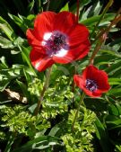 Anemone coronaria