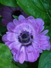 Anemone coronaria