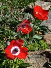 Anemone coronaria