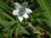 Anemone rivularis