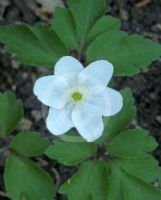 Anemonella thalictroides