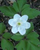 Anemonella thalictroides