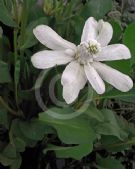 Anemopsis californica