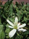 Anemopsis californica