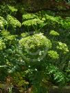 Angelica archangelica