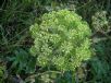 Angelica archangelica