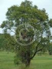 Angophora bakeri