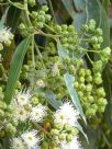 Angophora costata