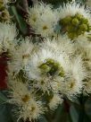 Angophora costata