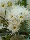 Angophora costata