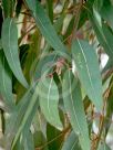 Angophora costata