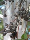 Angophora costata