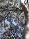 Angophora costata