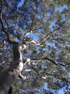 Angophora costata