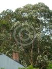 Angophora costata