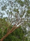 Angophora costata