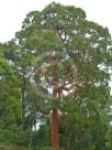 Angophora costata