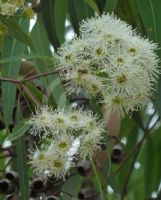 Angophora floribunda