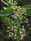 Angophora floribunda