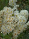 Angophora hispida