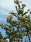 Angophora hispida