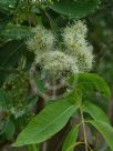 Angophora subvelutina