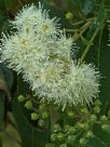 Angophora subvelutina