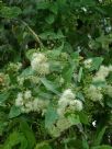 Angophora subvelutina