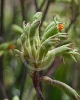 Anigozanthos flavidus