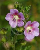 Anisodontea capensis