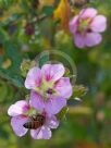 Anisodontea capensis