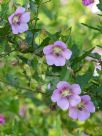 Anisodontea capensis